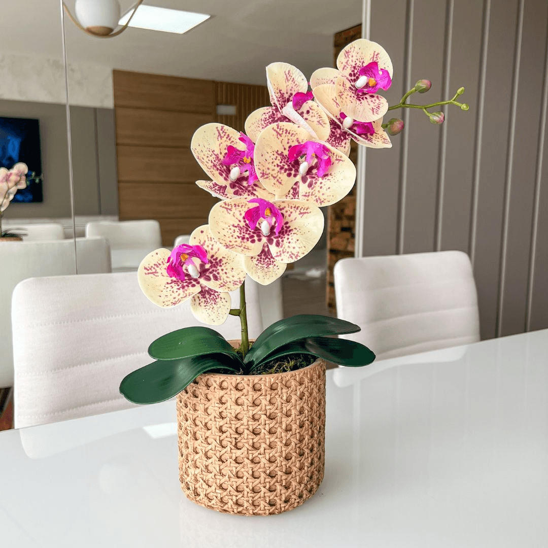 ARRANJO DE ORQUÍDEA MISTA VASO DE CIMENTO NOAH