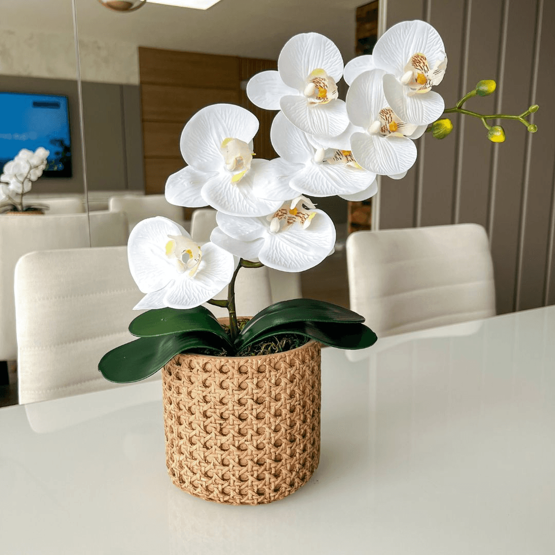 ARRANJO DE ORQUÍDEA BRANCA VASO DE CIMENTO NOAH